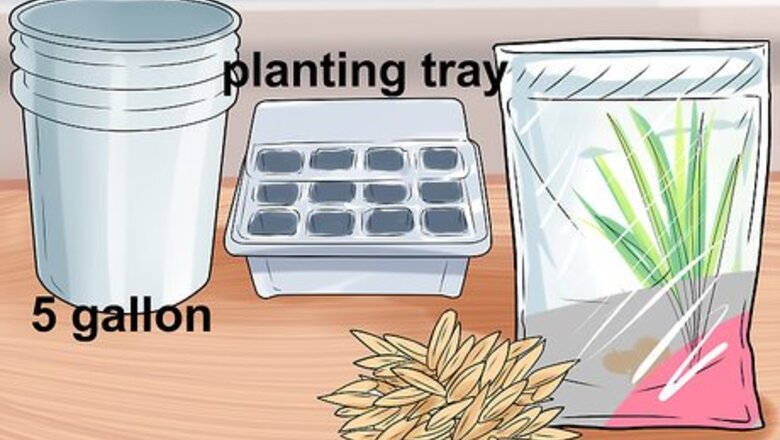 How to Cultivate Lemongrass