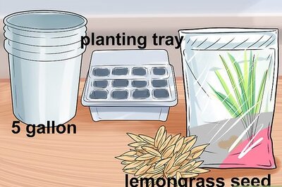 How to Cultivate Lemongrass