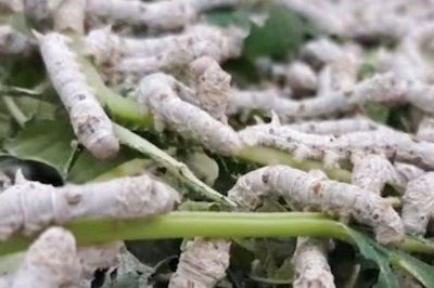 Coimbatore Organises Exhibition To Create Awareness About Sericulture