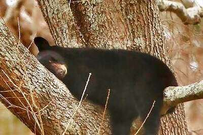 Mama Bear, Cubs Spotted Napping In Tree In Va. Neighborhood