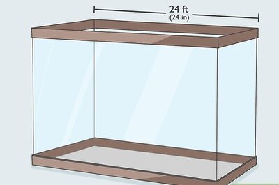 How to Enjoy Having Pet Fish