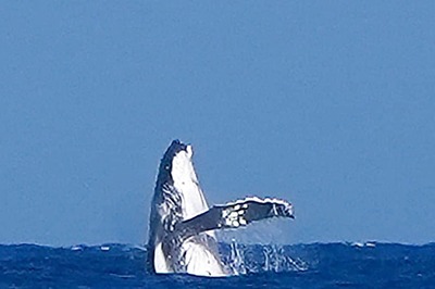 Here’s Why Environmentalists Are Concerned About Rise In Whale-Watching Tourism in Tahiti