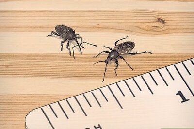 How to Prevent Weevils from Invading Your Pantry