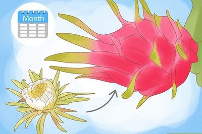 How to Pick Dragon Fruit