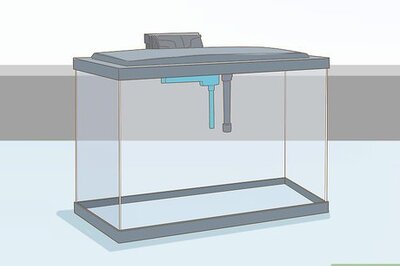 How to Care for an Angelfish