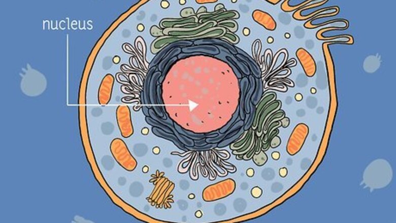 How to Identify Mitochondria