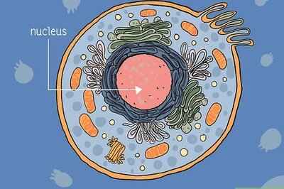 How to Identify Mitochondria