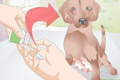 How to Treat Mastitis in Dogs