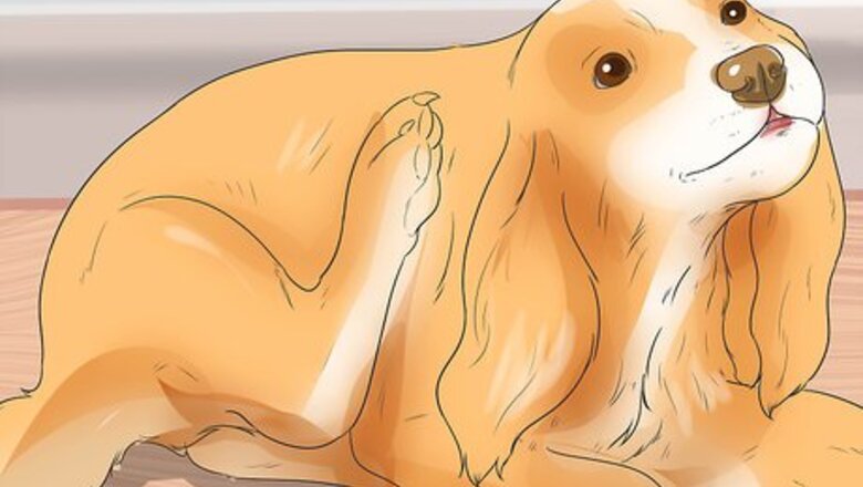 How to Diagnose Ear Infections in Cocker Spaniels