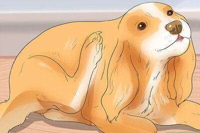 How to Diagnose Ear Infections in Cocker Spaniels