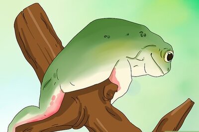 How to Diagnose Your Tree Frog's Illness