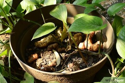 How to Start Seedlings in Toilet Paper Rolls