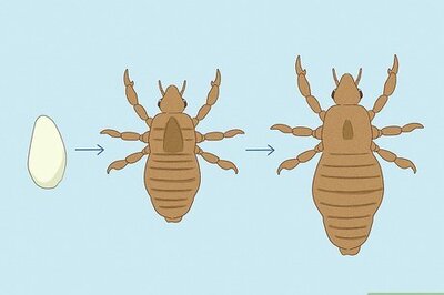 How to Treat Pubic Lice