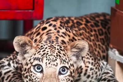 Leopard Spotted Near Campuses of TCS, Infosys in Indore; Rescue Ops on