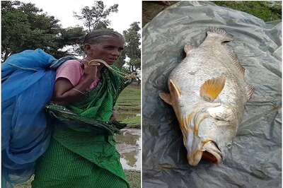 Victim of Cyclone Amphan Wins Jackpot in Bengal, Courtesy Her 60-kg Gigantic Fish