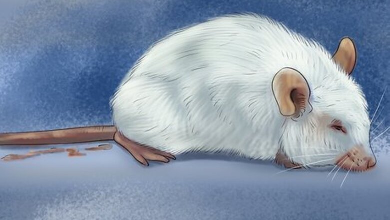 How to Diagnose Mousepox