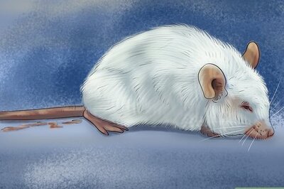 How to Diagnose Mousepox