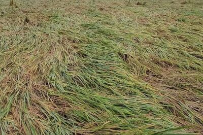 Heavy Rains In Tamil Nadu’s Villupuram Damage 25 Acres Of Paddy Crops