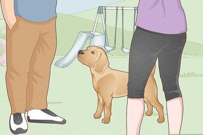 How to Take Care of a Friend's Dog