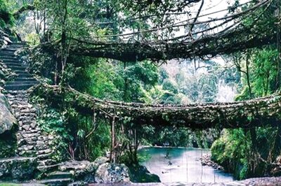 Let’s Root for Living Root Bridges