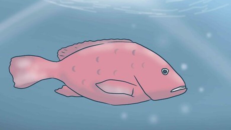 How to Catch Big Snapper and Grouper in Pensacola Bay