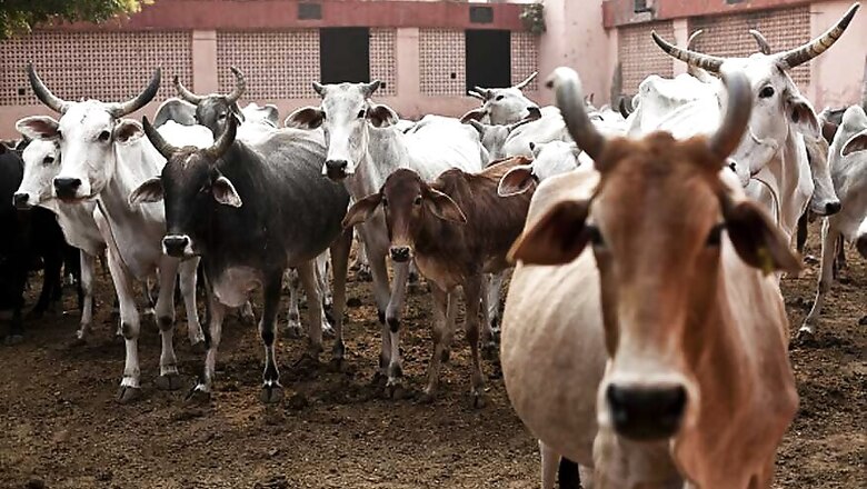Less Cattle Brought to Sonepur Fair Due to Fear of Cow Vigilantes, Says Lalu Yadav