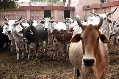 Less Cattle Brought to Sonepur Fair Due to Fear of Cow Vigilantes, Says Lalu Yadav