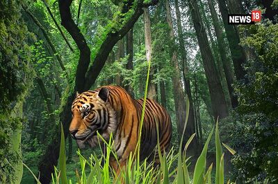 International Tiger Day
