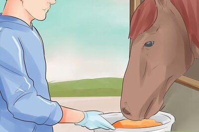 How to Treat Stomach Ulcers in Horses