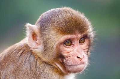 In Dakshin Kannada, Farmer Calls Cops To Drive Away Monkeys From His Farm