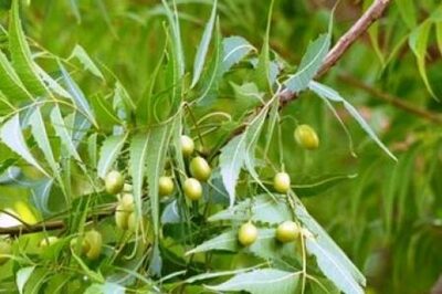 Kolkata's Neem Trees Dying, Experts Say Climate Change to be Blamed
