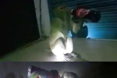 Watch: This Monkey In UP's Raebareli Loves Gulping Beer And We Have A Proof