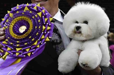 Bichon Frise Named Flynn Named Top Dog At Westminster Dog Show