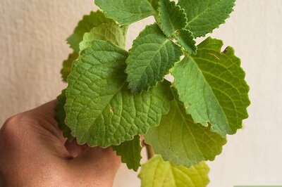 How to Make Liniment