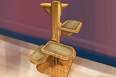 How to Choose a Kitty Condo