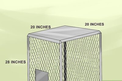 How to Care for a Senegal Parrot