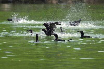 Delhi Zoo Records 500 Painted Stork Births