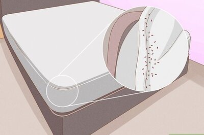 How to Find Bed Bugs and Confirm an Infestation
