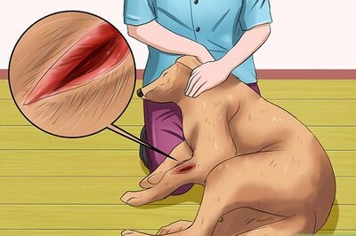 How to Clean a Dog's Wound