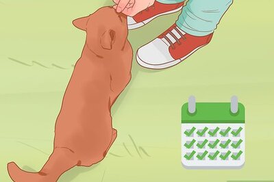 How to Keep Your Pets Happy