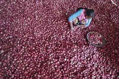 Onion prices fall below Rs 50/kg at Lasalgaon on export curbs, retail prices still high