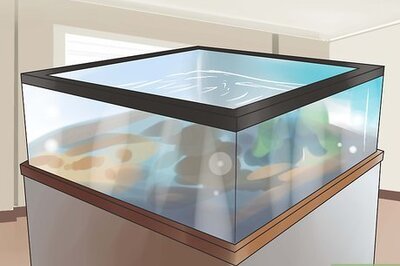 How to Keep Your Turtle Happy