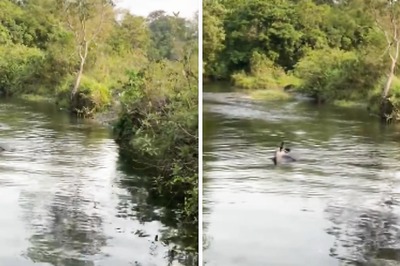On Patrol, This Forest Officer Found An Unexpected ‘Pool Party’