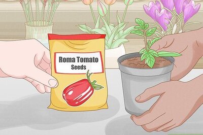 How to Grow Roma Tomatoes