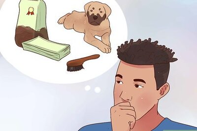 How to Buy a Puppy