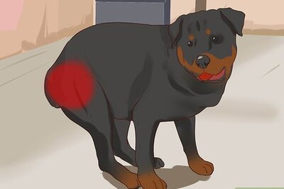 How to Diagnose Dysplasia in Rottweilers