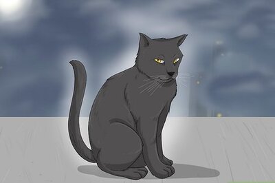 9 Spiritual Meanings of a Stray Cat Choosing You (& What to Do)