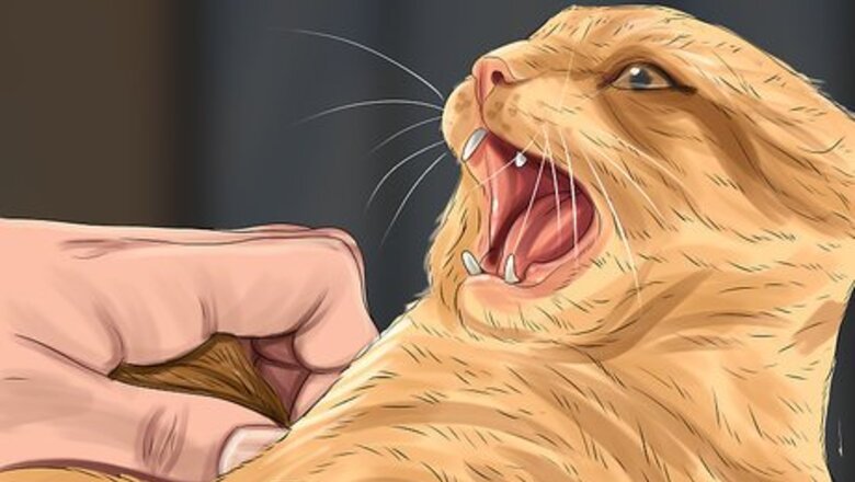 How to Diagnose and Treat Vitamin A Toxicity in Cats