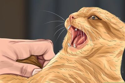 How to Diagnose and Treat Vitamin A Toxicity in Cats