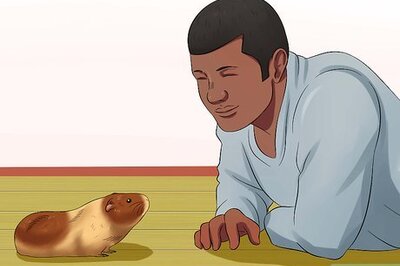 How to Pick Up a Guinea Pig